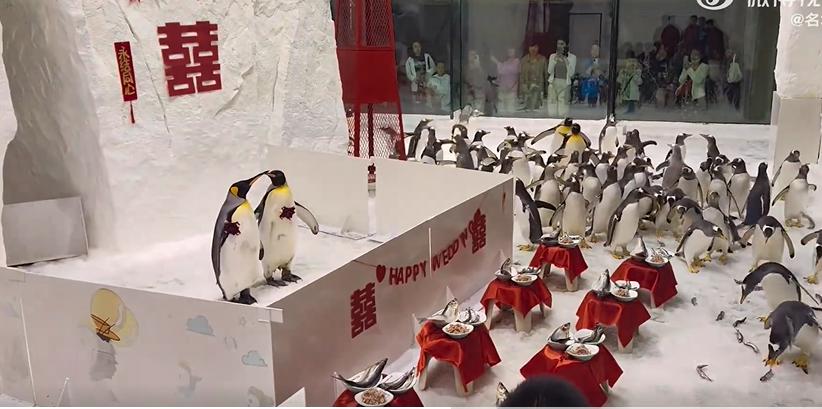 Свадьбу пингвинов отметили в Китае