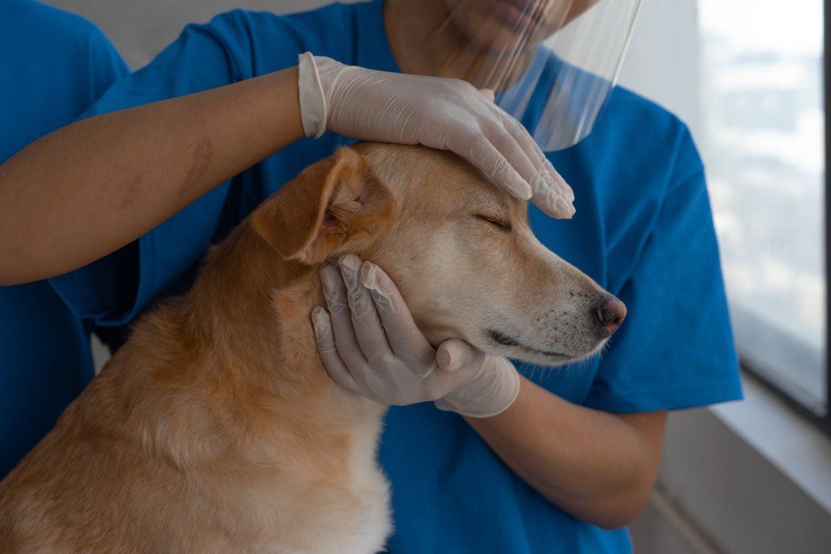 Объём  ветеринарных услуг с начала года увеличился до 17,9 миллиардов тенге