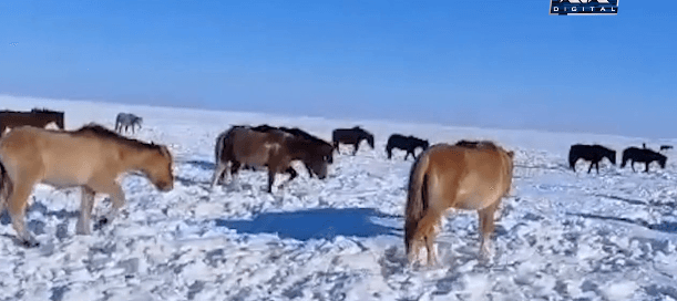 В Акмолинской области джут: погибло свыше ста лошадей